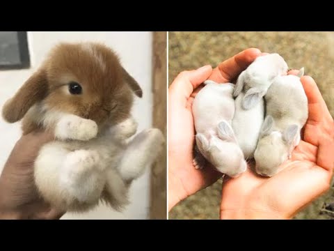 AWW SO CUTE! Cutest baby animals Videos Compilation Cute moment of the Animals – Cutest Animals #46