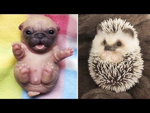 AWW SO CUTE! Cutest baby animals Videos Compilation Cute moment of the Animals – Cutest Animals #40