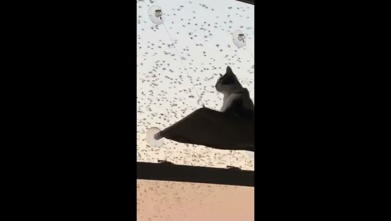 Cat Reacts To A Bird Migration Right Outside It’s Window #shorts