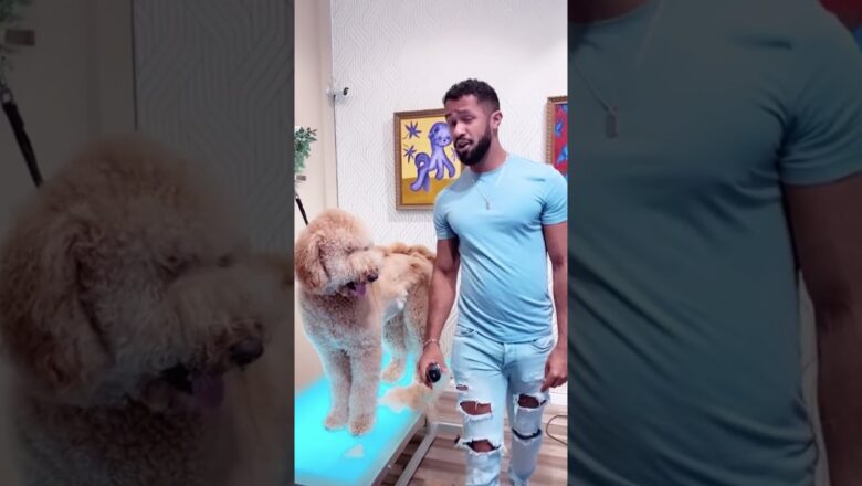 Dog Groomer Goes Viral For WILD Transformation | What’s Trending in Seconds | #Shorts