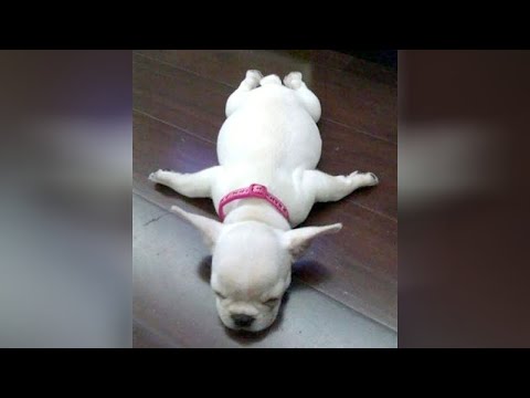 DOGS are stars of ANIMAL COMEDY – LAUGH super hard!