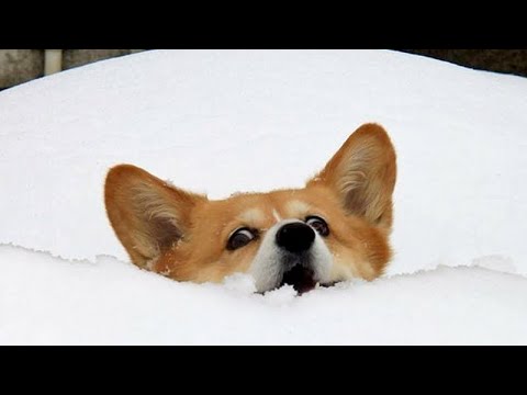 FORGET PROBLEMS & LAUGH – Funniest DOGS vs SNOW videos
