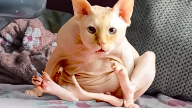 Hairless Cats Are Hilariously Cute | Funny Pet Videos