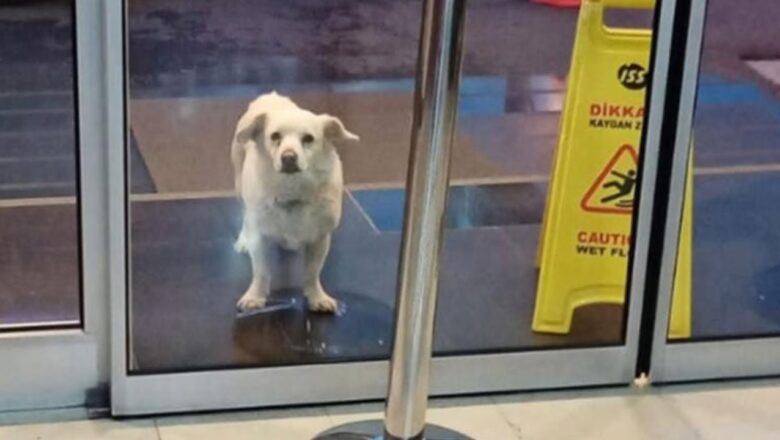 Miracle Dog Tracks Down Owner At Hospital