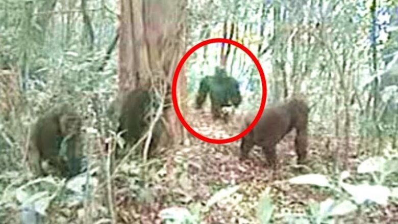 Scary Jungle Discoveries That Can’t Be Explained