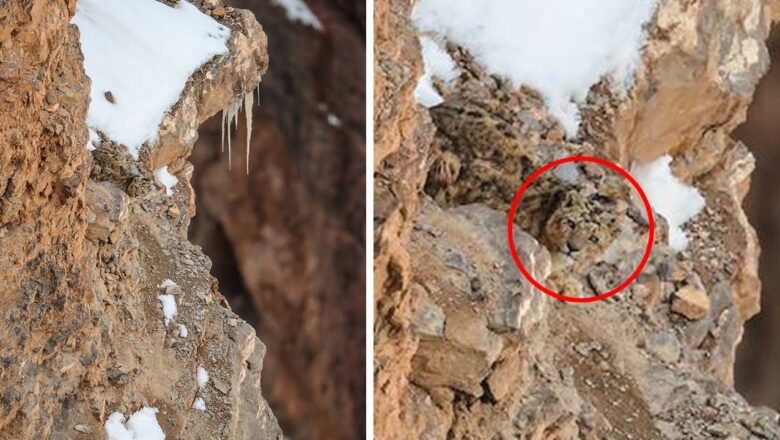 Snow leopard camouflage is insane…