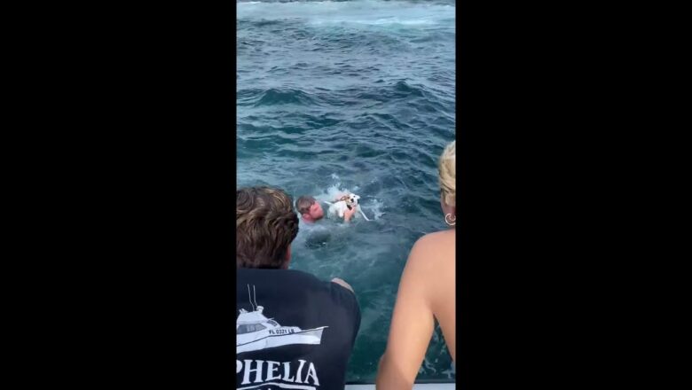 Stranded dog rescuedafter being discovered swimming a half mile from shore! #shorts #dogrescue