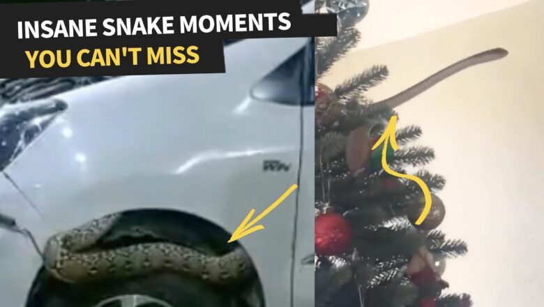 The most insane Snake moments caught on video