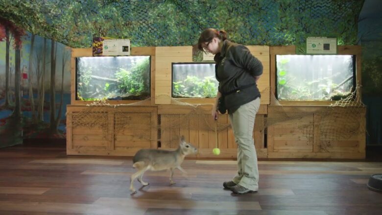 This Large Rodent Knows Commands Just Like a Dog