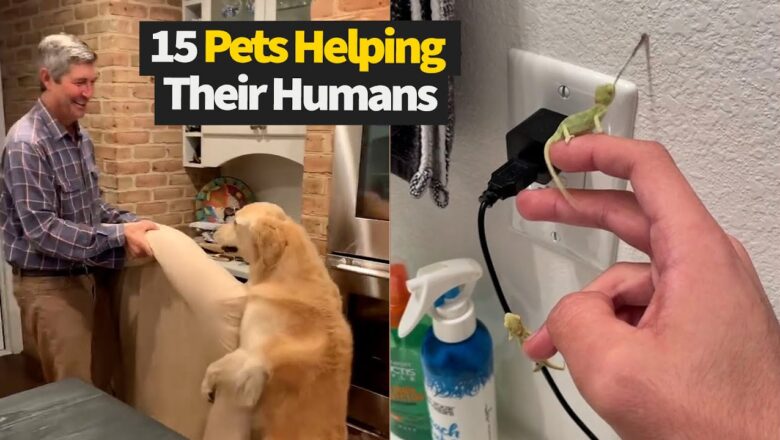 Top 20 Moments Where Pets Help Their Humans