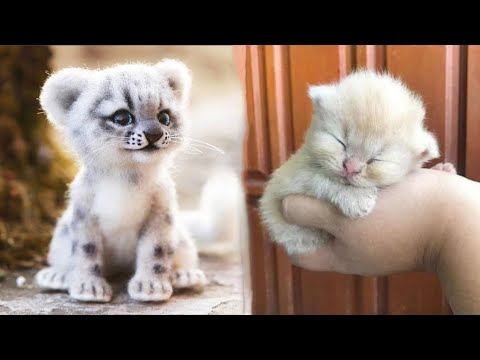 AWW SO CUTE! Cutest baby animals Videos Compilation Cute moment of the Animals – Cutest Animals #49