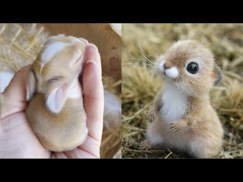 AWW SO CUTE! Cutest baby animals Videos Compilation Cute moment of the Animals – Cutest Animals #50