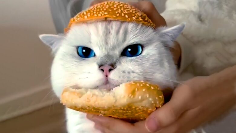 Cat Hamburger | Funny Pet Videos