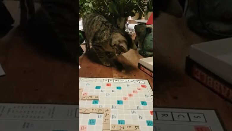 Cat Tries Playing Scrabble #shorts