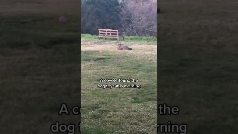 Coyotes Go Viral After Being Caught Playing With Dog Toys | What’s Trending In Seconds | #Shorts