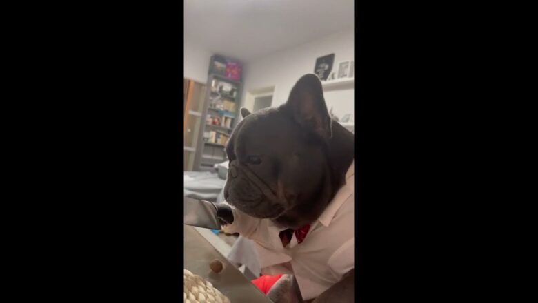 French Bulldog Gets Dream Date On Tinder Valentine’s Day