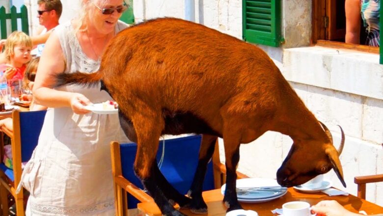 Goat Hijacks Lunch Table | Extraordinary Eating Fails