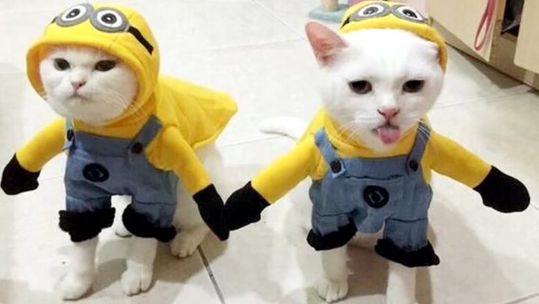 Most HILARIOUS ANIMALS in COSTUMES – Enjoy and laugh!