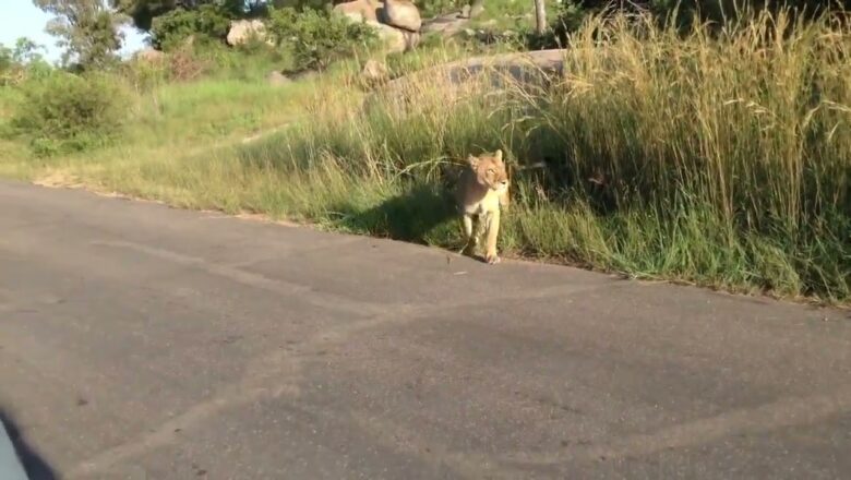 Mother Fights Off Other Lion To Defend Cub