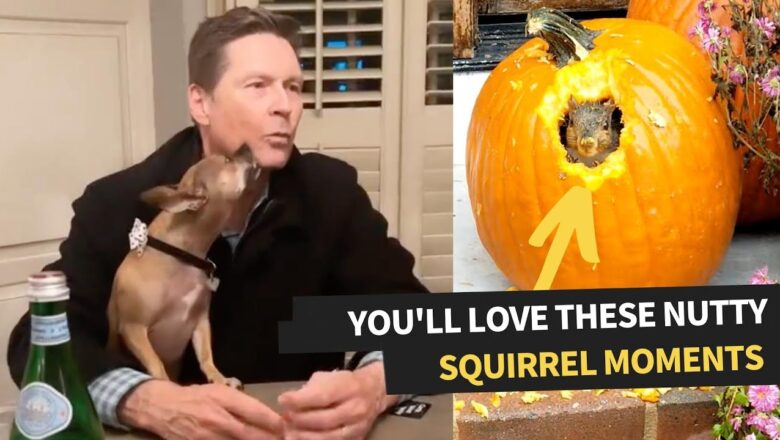 The Best Squirrel Videos Caught On Camera