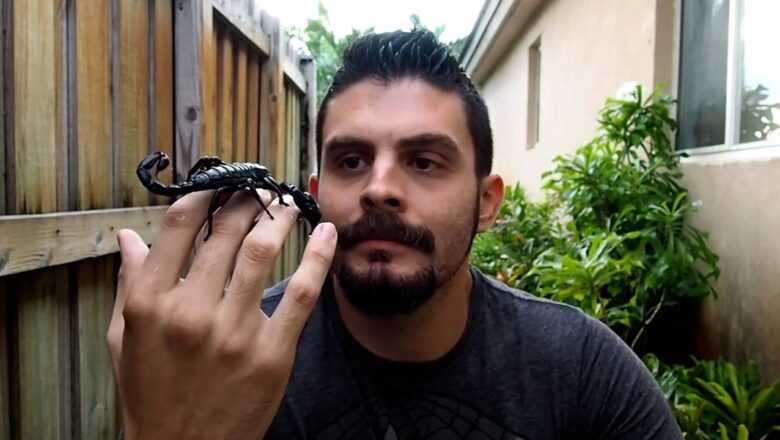 The Craziest Scorpion Encounter : Epic Video Moments