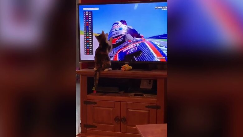 Thug Cat ‘knocks’ Moto GP Rider Off Bike