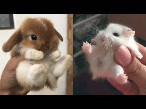 AWW SO CUTE! Cutest baby animals Videos Compilation Cute moment of the Animals – Cutest Animals #52