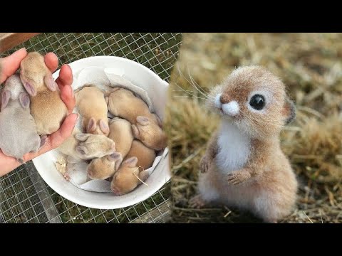 AWW SO CUTE! Cutest baby animals Videos Compilation Cute moment of the Animals – Cutest Animals #53