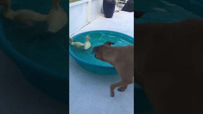 Dog Plays With Ducks #shorts