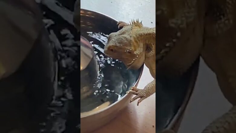 Lizard Drinks Water From Fountain #shorts