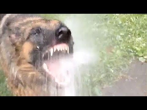 Man’s Best Friend Fails – Hilarious Dogs and Puppies Compilation | FailArmy