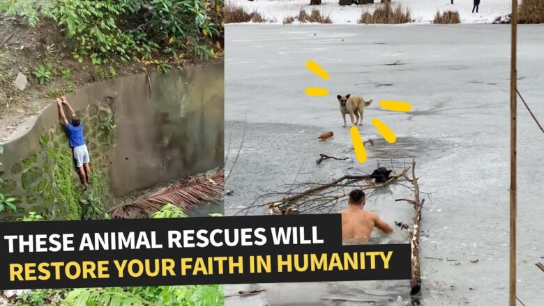 People Risking Their Lives To Save Animals | Animal Rescue Comp