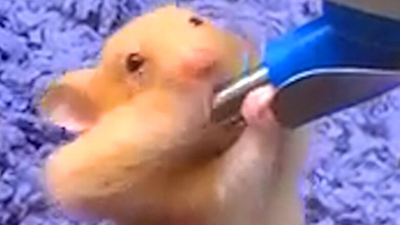 This Hamster Knows How To Do It | Funny Pet Videos