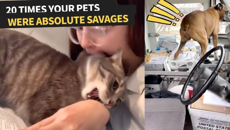 Unexpected and Savage Pet Moments | Feisty Animals Comp