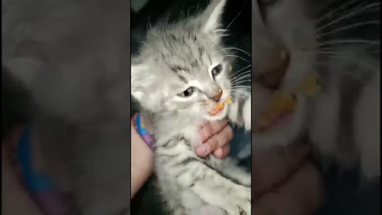 Viral Video Shows Kitten Getting Into a Bag of Cheetos | What’s Trending In Seconds | #Shorts