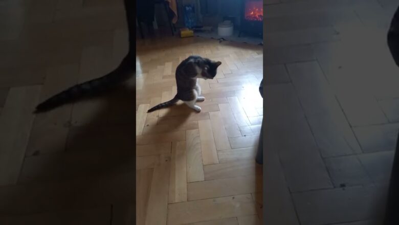 Cat Tries To Take Off Collar #shorts
