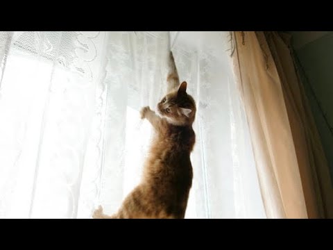 CATS are the best comedians in ANIMAL WORLD!