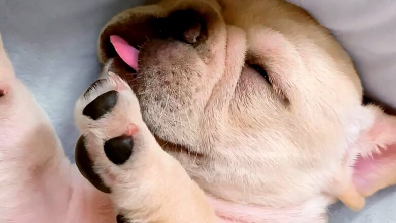 Cute Bulldog Falls Asleep | Funny Pet Videos