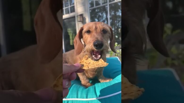 Dog Eating Chip Is Oddly Satisfying #shorts