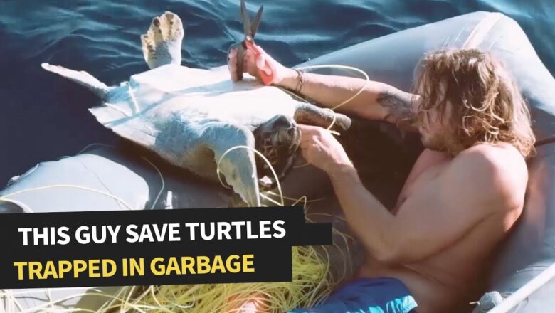 Family of Sea Turtles Rescued From Fishing Net | Incredible Animal Rescue