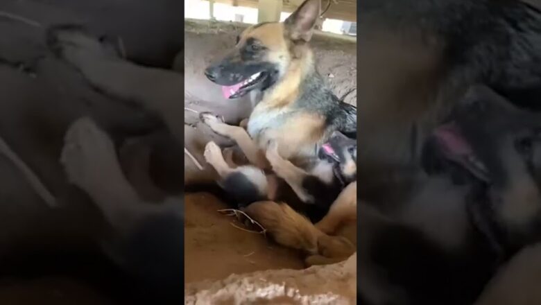 German Shepherd Pup Lays On Mom #shorts