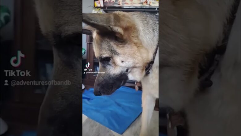 German Shepherd Tries To Play Catch With Baby #shorts