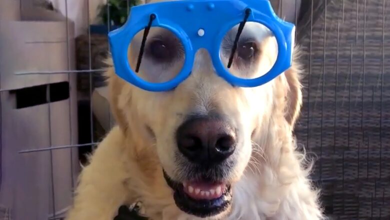 Golden Retriever Wears Wiper Glasses | Funny Pet Videos