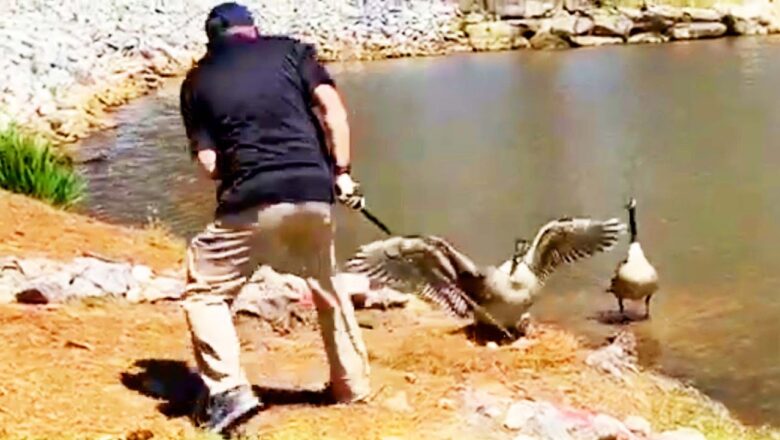 Golfer Angers Geese ﻿| Viral Videos Of The Week