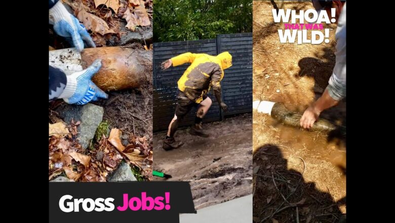 Gross Jobs you Never Thought Existed | Whoa! That Was Wild!