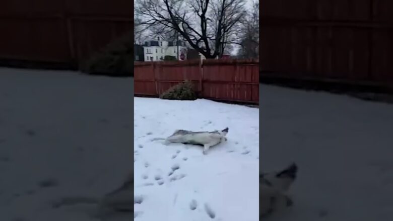 Husky Enjoying Snow #shorts