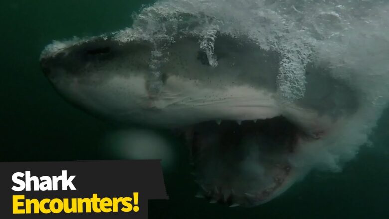 Incredible Footage Of Shark Encounters That Are Way Too Close For Comfort