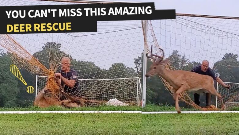 Man Saves Deer From Being Stuck in Soccer Net | Animal Rescue