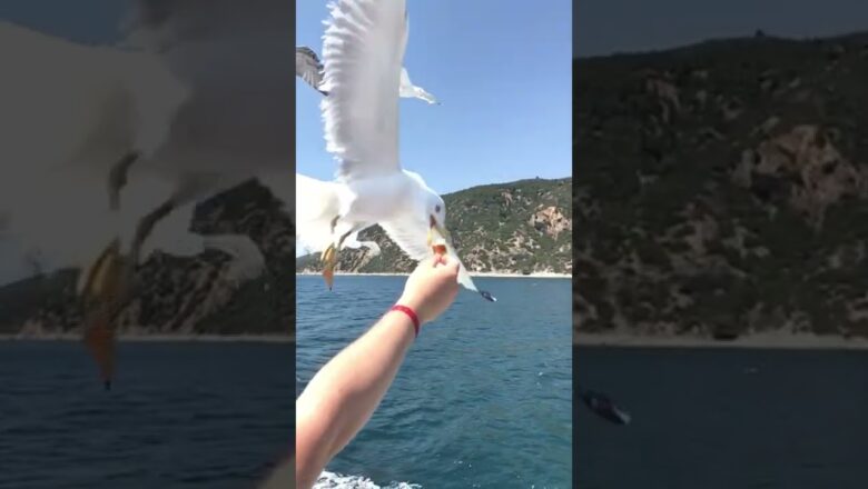 Seagull Grabs Food From Hand #shorts