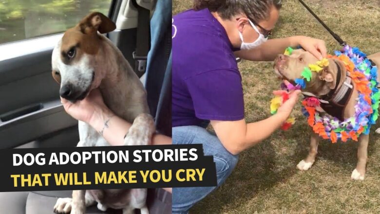 The Best Dog Adoption Stories | Dogs Find Their Forever Home